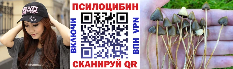 Купить  Цимлянск  Псилоцибиновые грибы GOLDEN TEACHER 